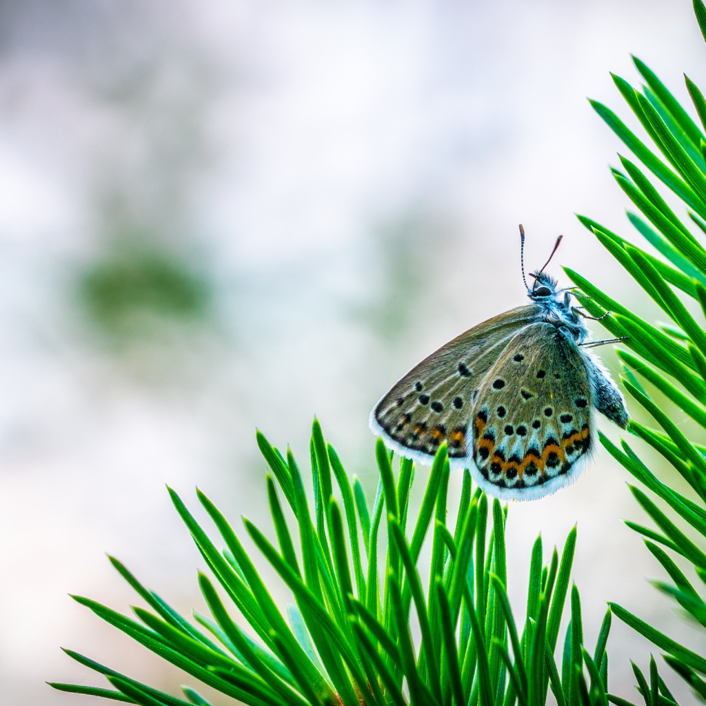 Бабочка сидит на зеленой ветке ели