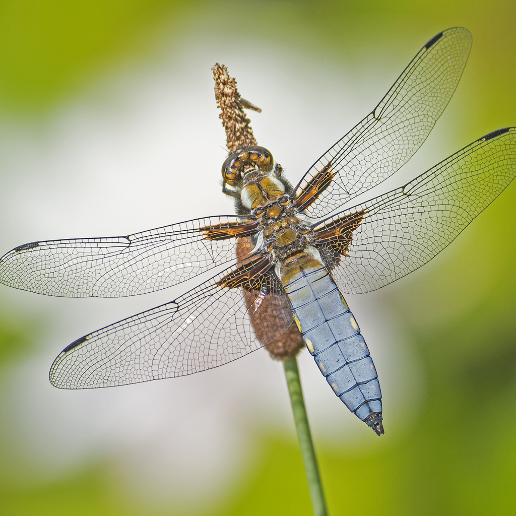 Большая стрекоза сидит на траве