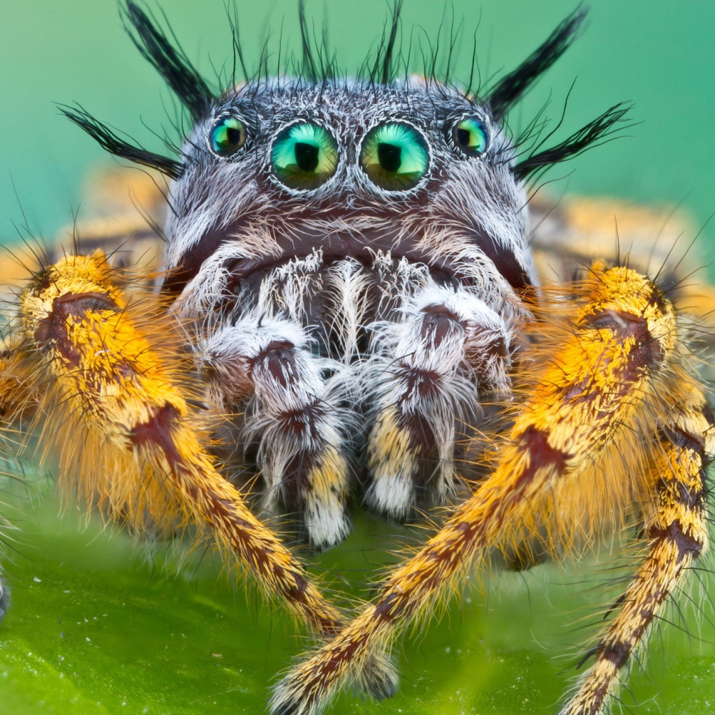 Паук Багира Киплинга крупным планом