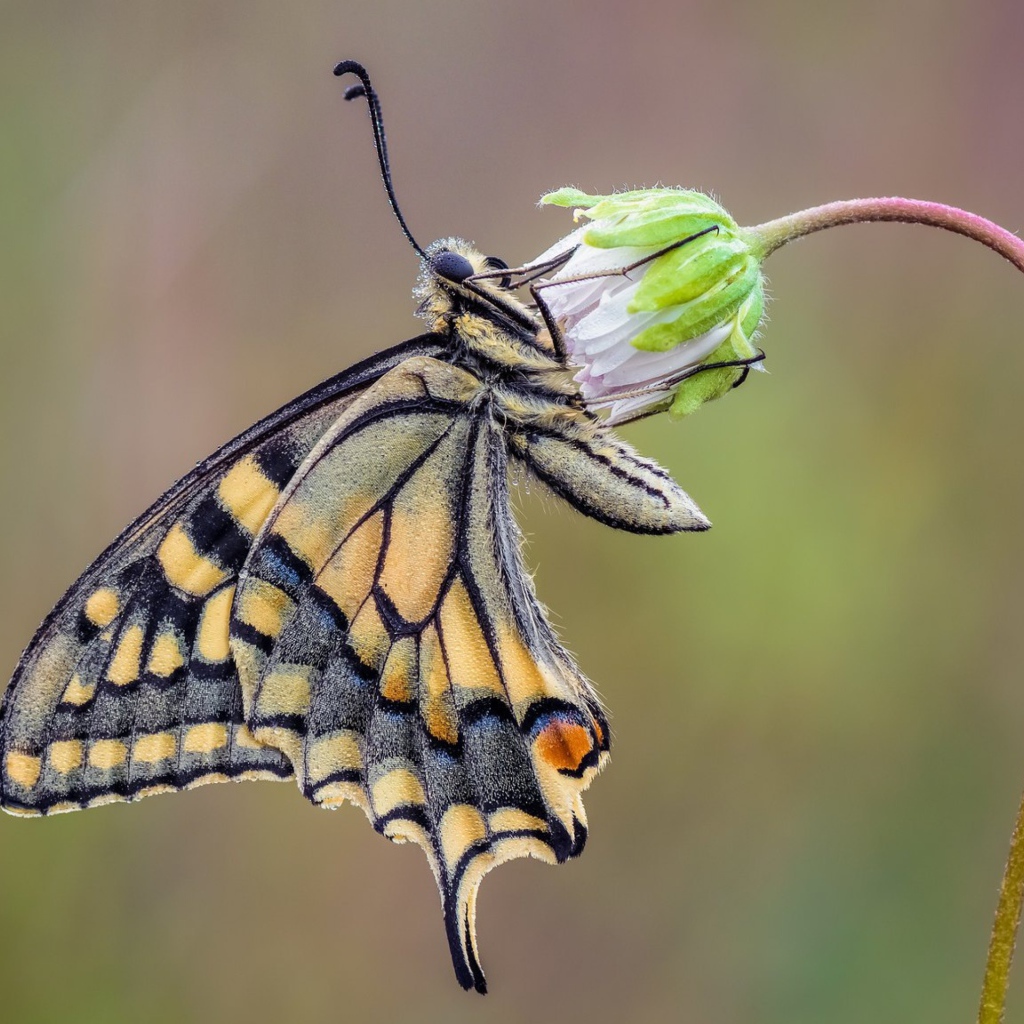 Красивая бабочка махаон сидит на цветке