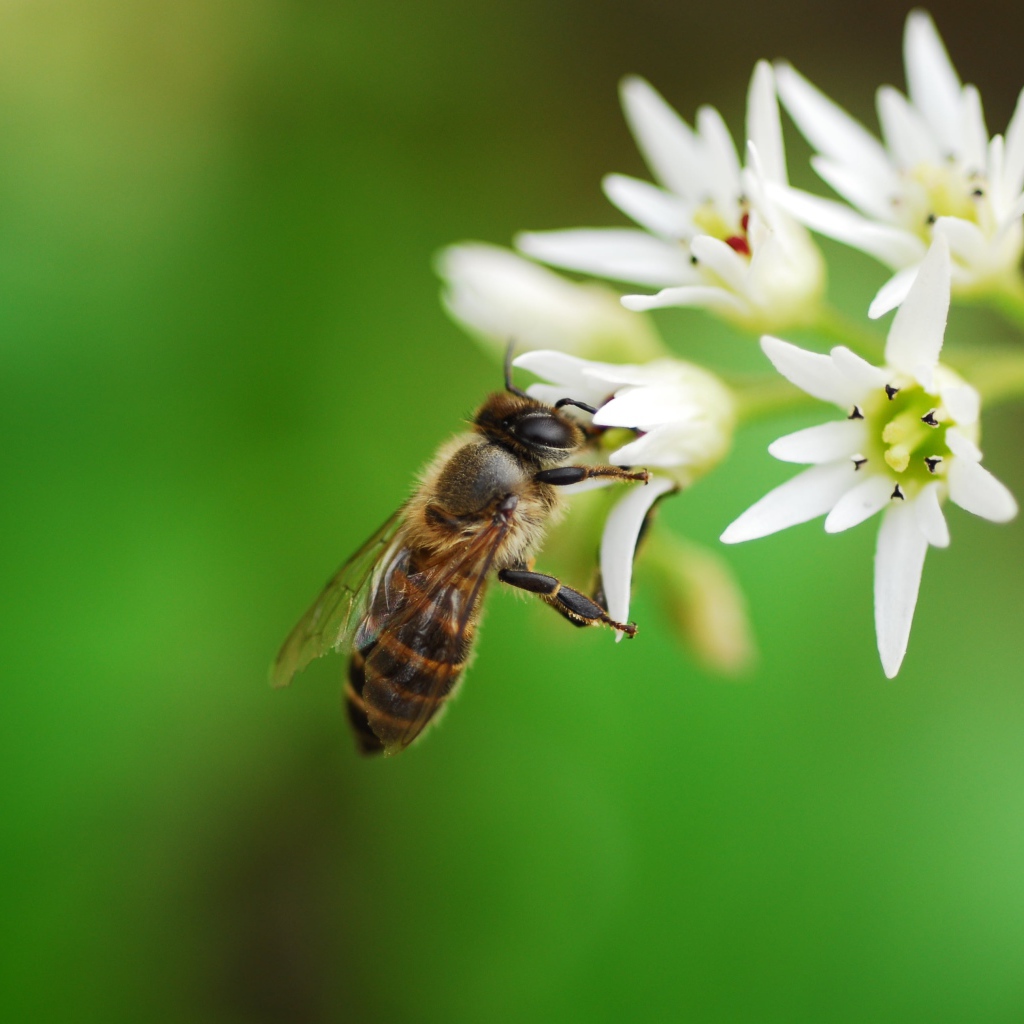 Пчела собирает нектар с белых цветов 