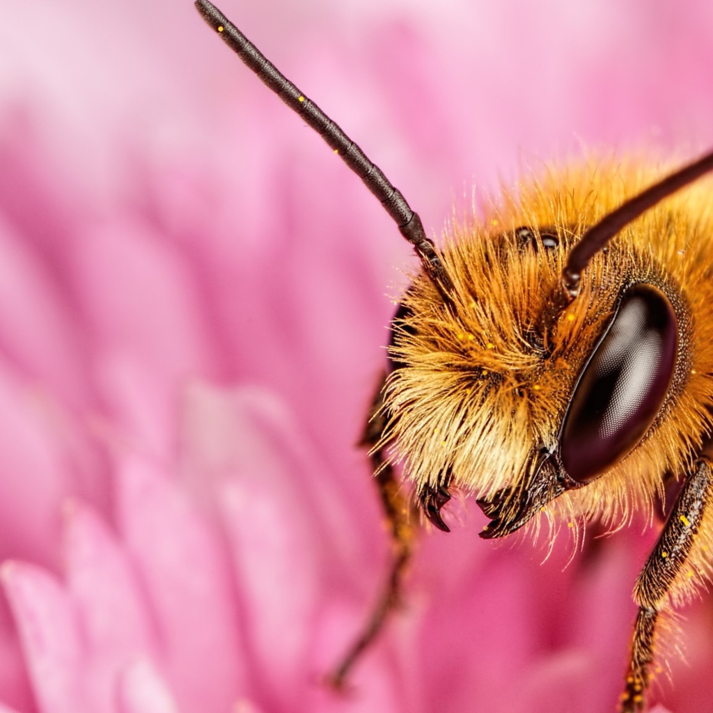 Пчела на розовом цветке крупным планом