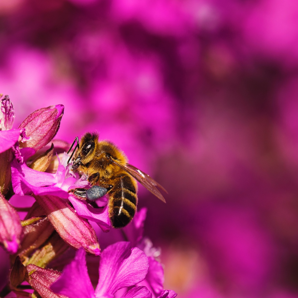 Пчела сидит на розовом цветке