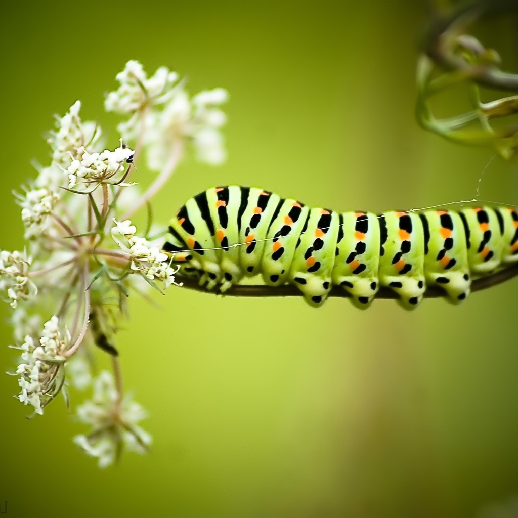 Большая гусеница на белом полевом цветке 