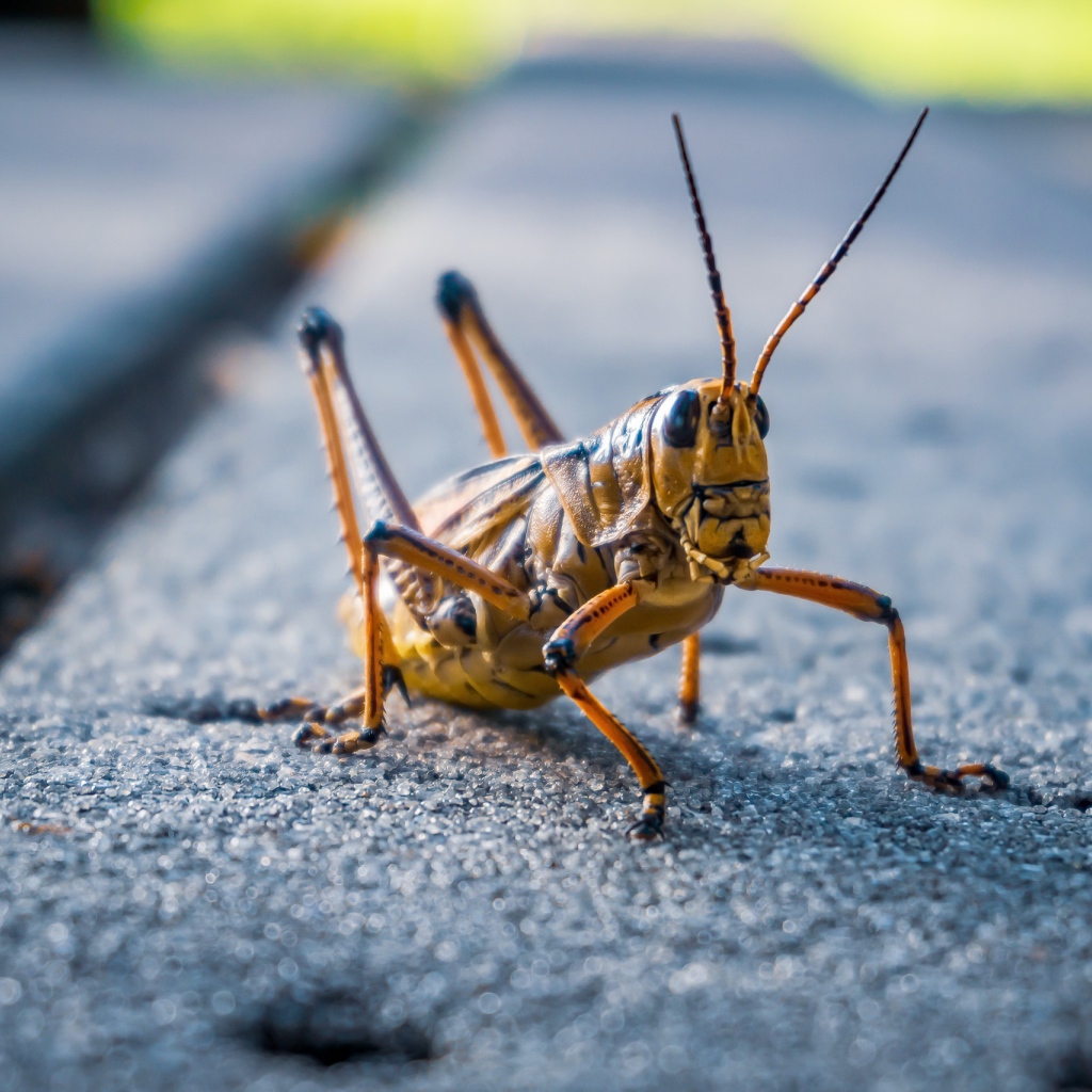 Большой кузнечик сидит на дороге