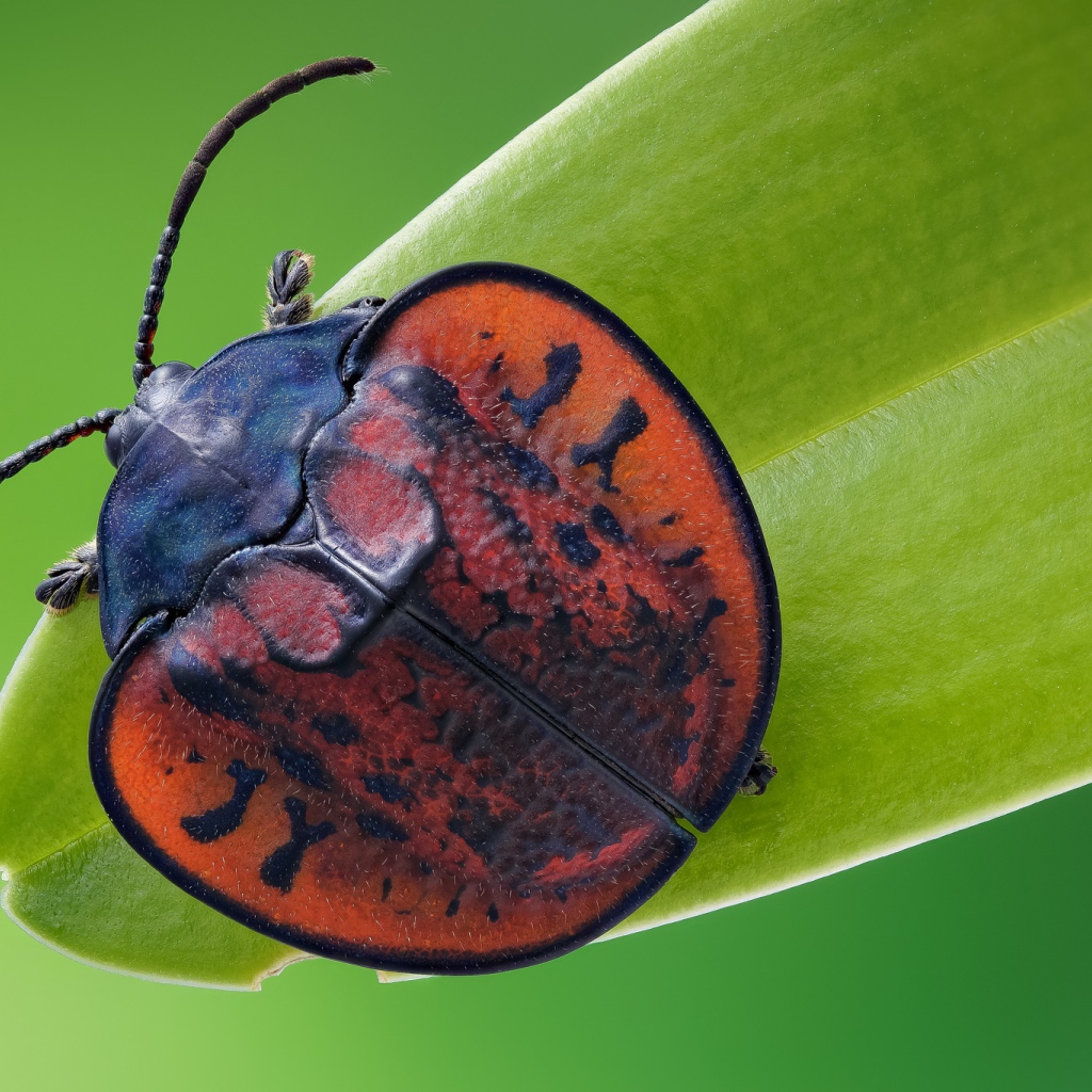 Большой красный клоп сидит на зеленой траве