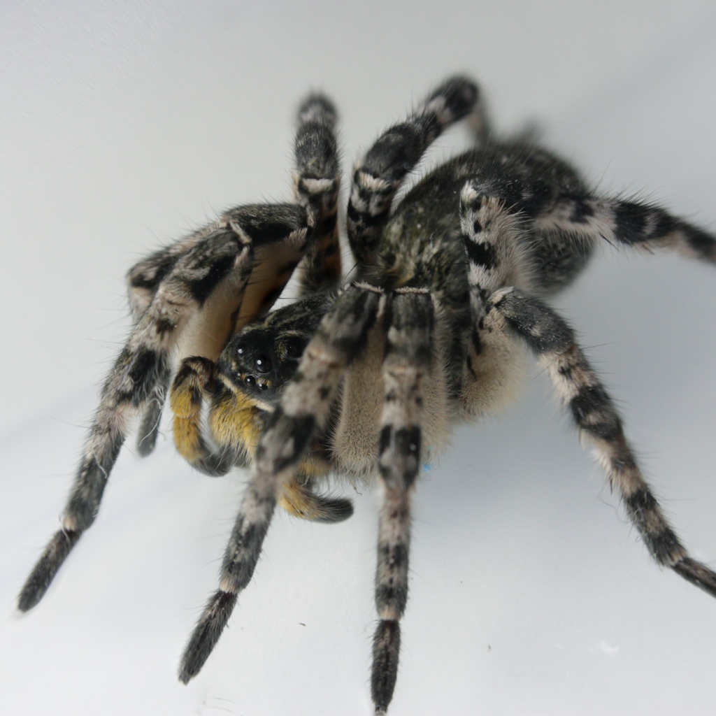 Большой паук на сером фоне крупным планом