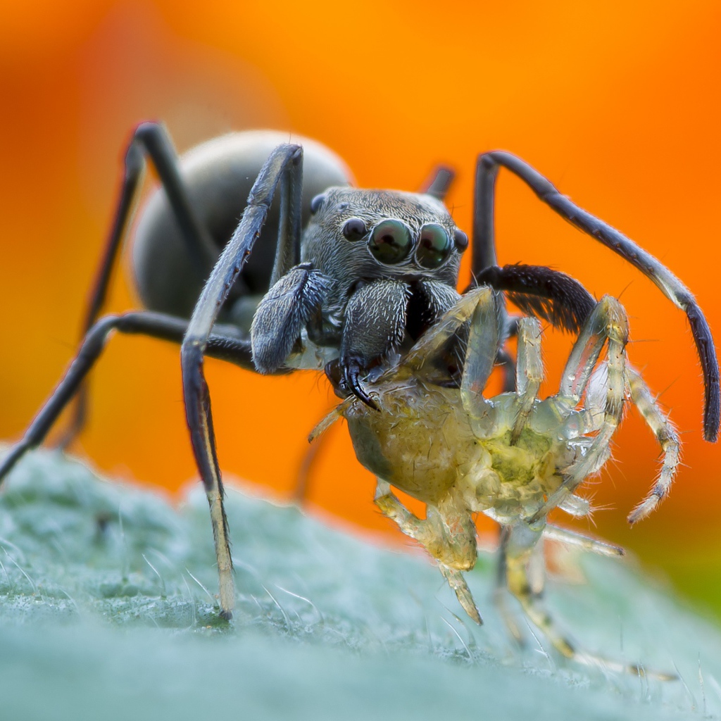 Большой паук с жертвой на листе крупным планом