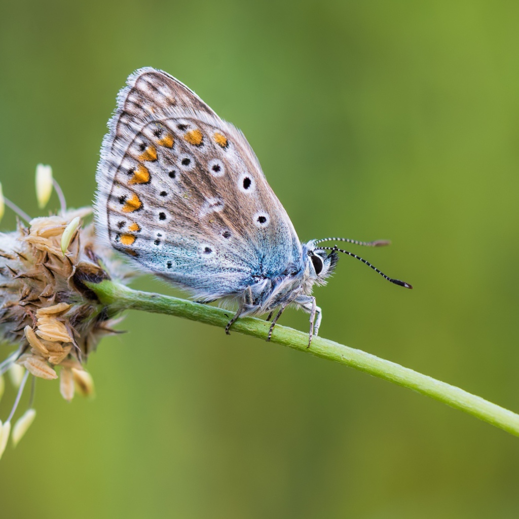 Голубая бабочка сидит на цветке 