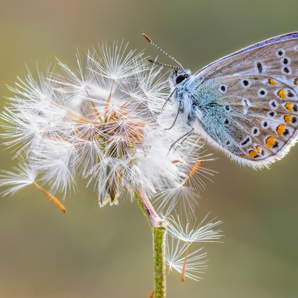 Голубая бабочка сидит на одуванчике