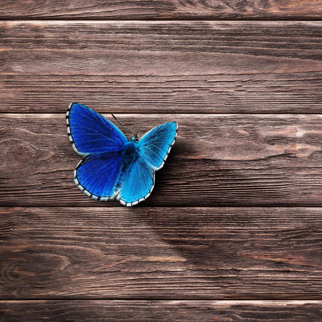Голубая бабочка сидит на деревянной поверхности 