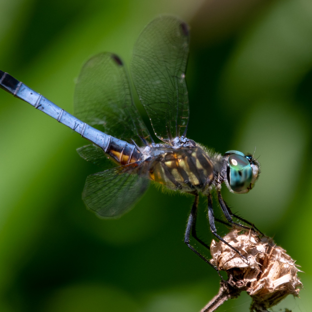 Голубая стрекоза сидит на цветке