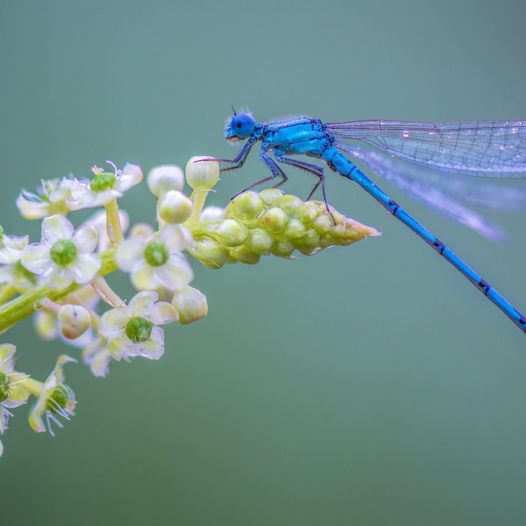 Голубая стрекоза сидит на цветке на сером фоне