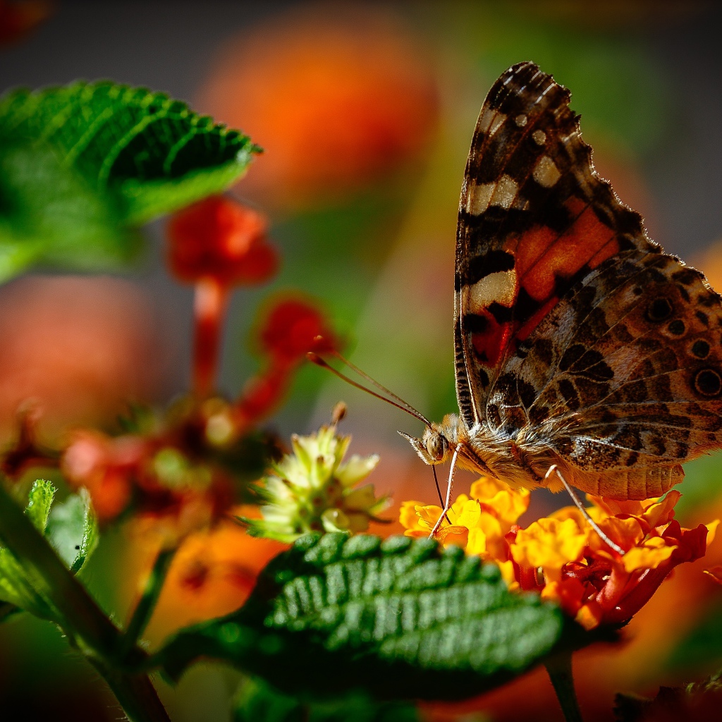 Коричневая бабочка сидит на оранжевом цветке