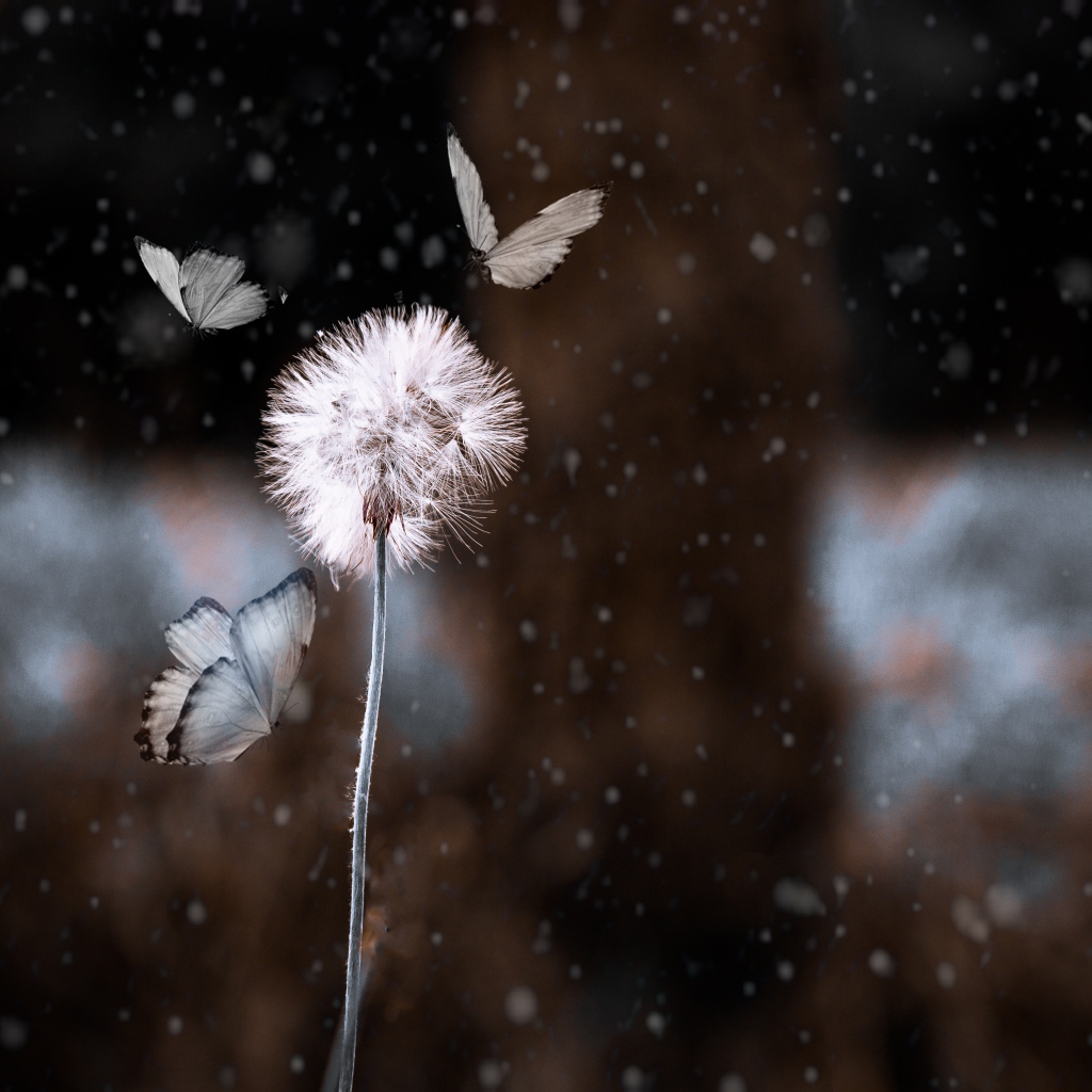 Бабочки летают вокруг белого одуванчика