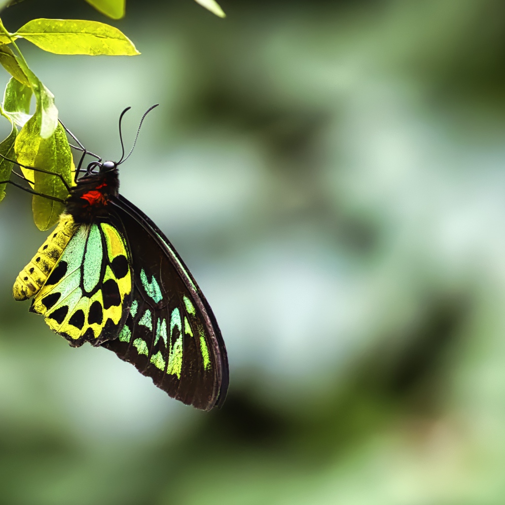 Бабочка сидит на зеленом листе