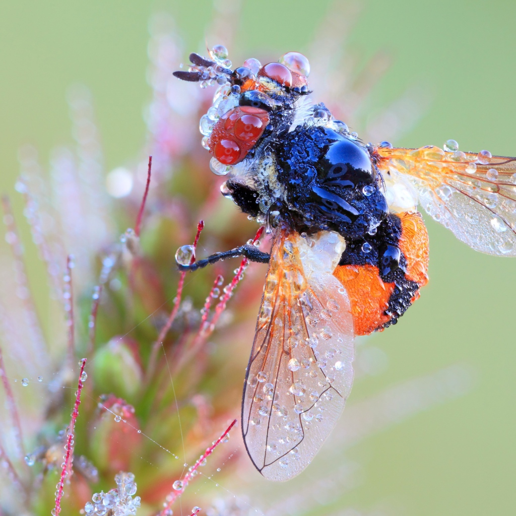 Муха в каплях росы на цветке макросъемка