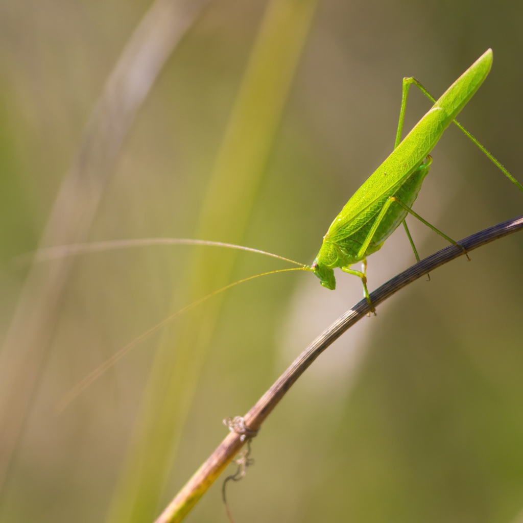 Зеленый кузнечик сидит на траве 