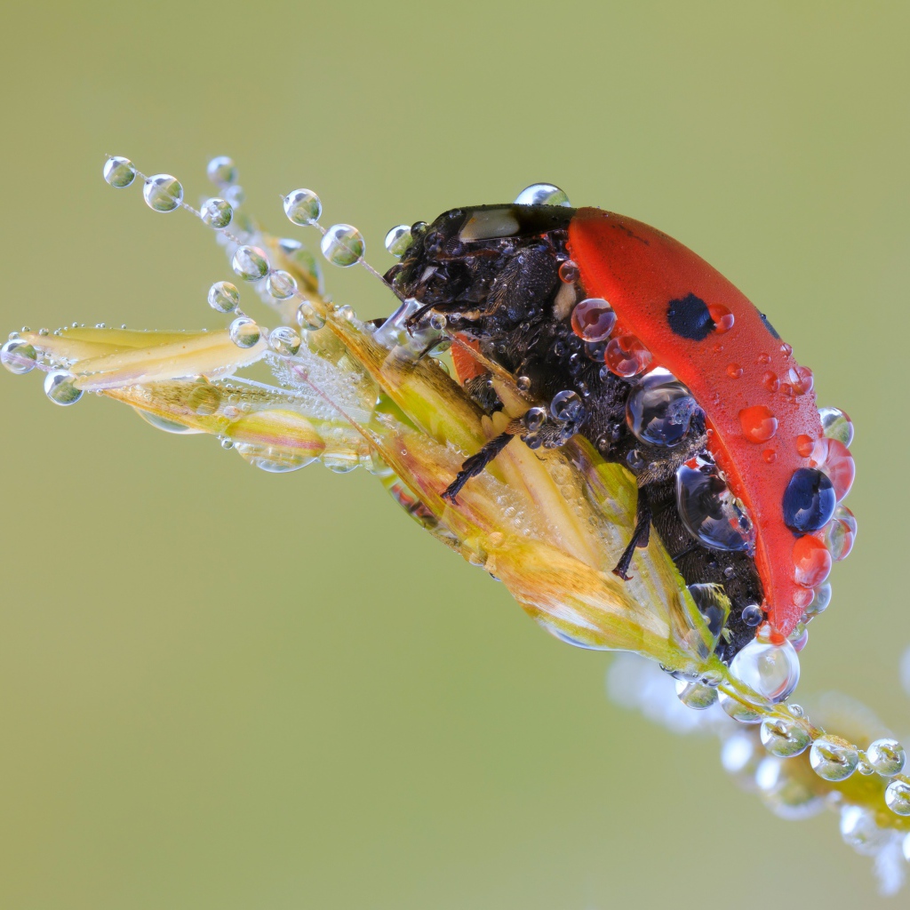 Божья коровка в каплях росы на колоске макросъемка