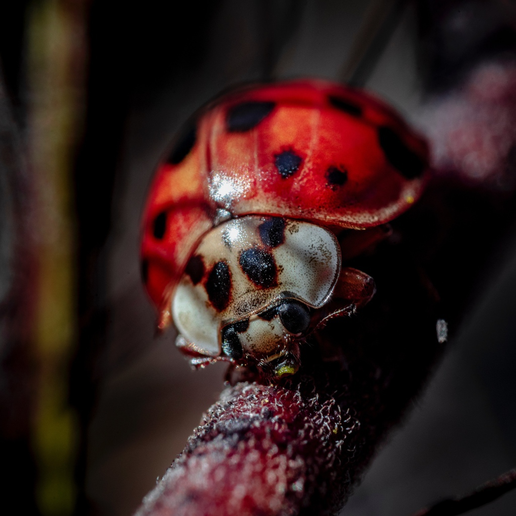 Божья коровка на ветке крупным планом