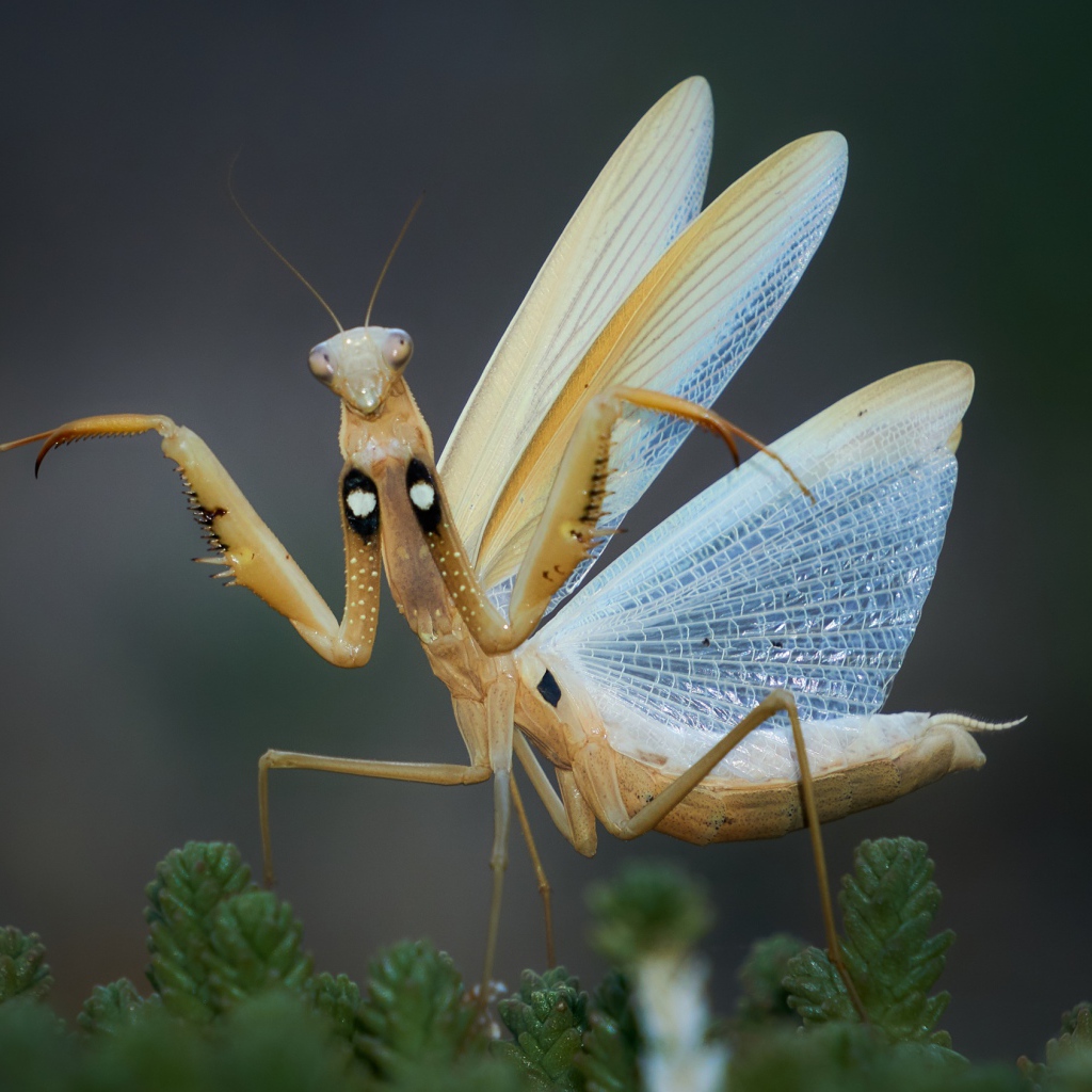 Большой богомол с прозрачными крыльями
