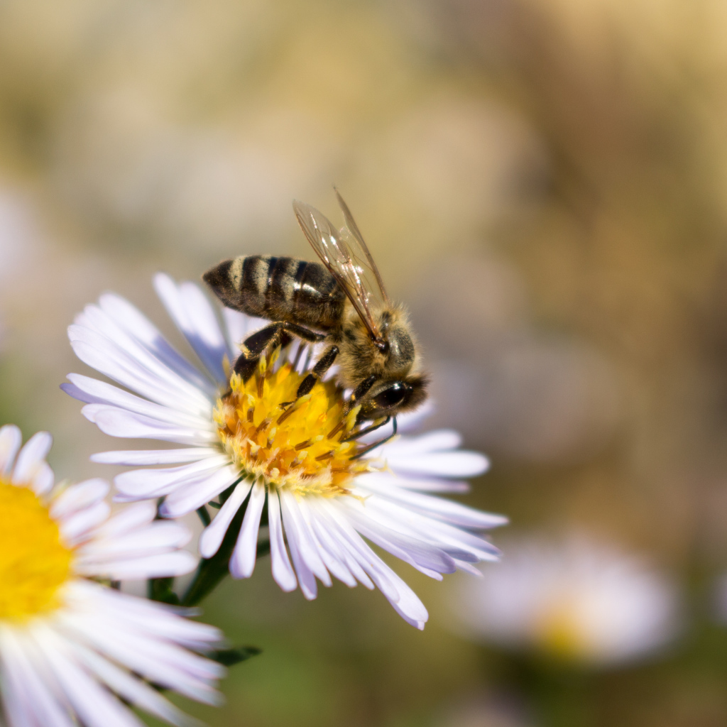 Маленькая пчела сидит на цветке сентябринки