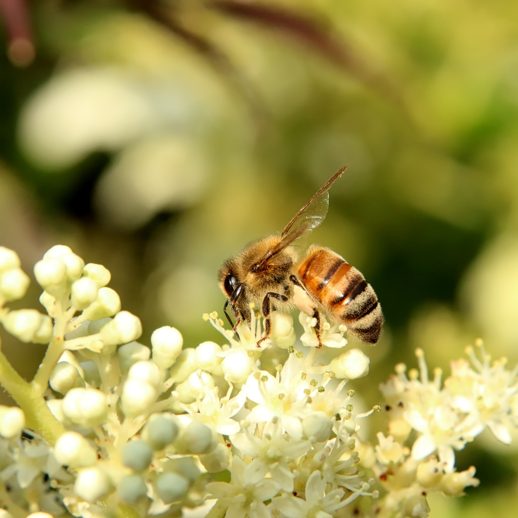 Маленькая пчела сидит на белом цветке