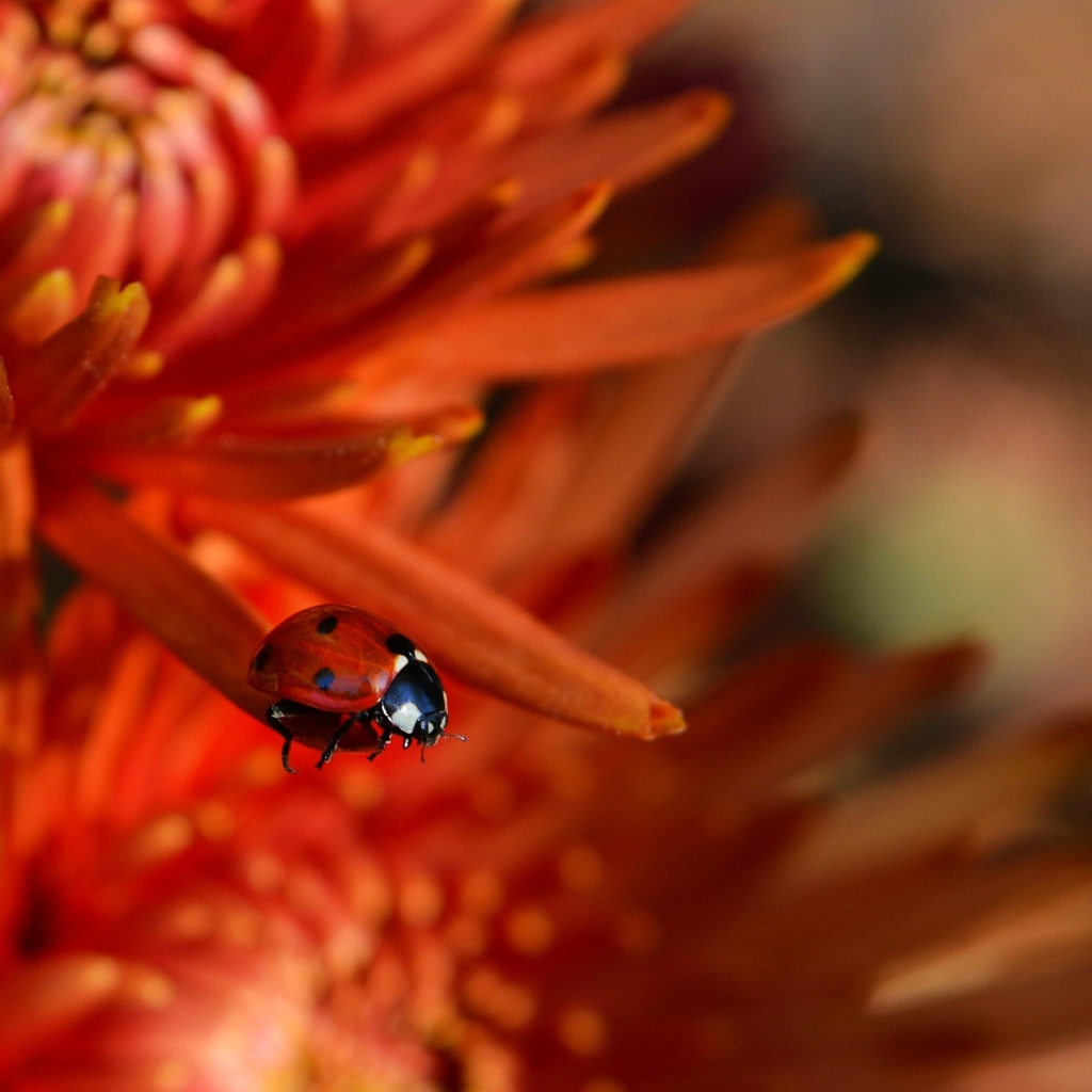 Маленькая красная божья коровка на цветке 