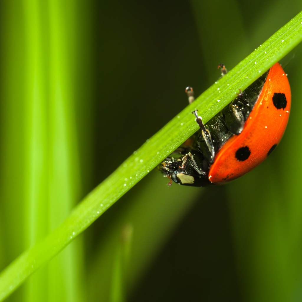 Маленькая красная божья коровка сидит на зеленой траве