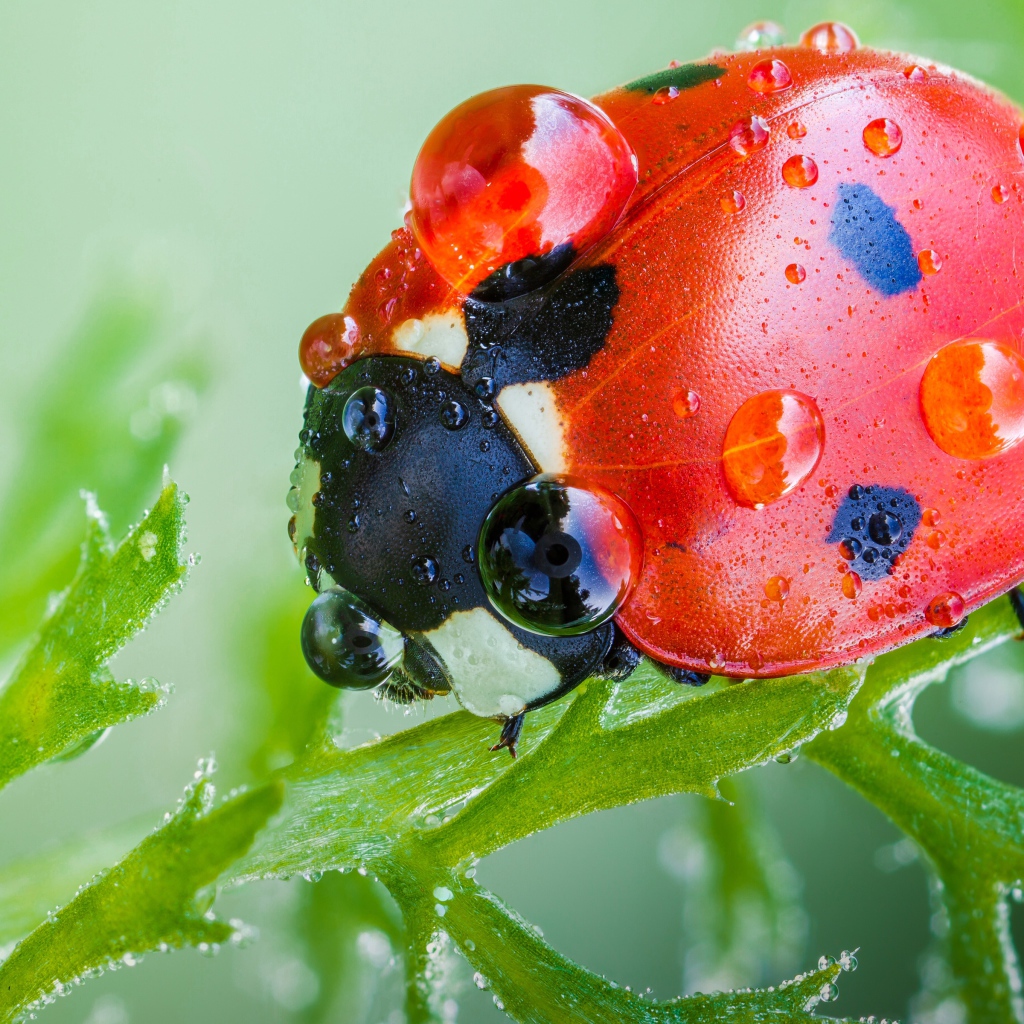 Красная божья коровка в каплях росы на зеленом листе макросъемка