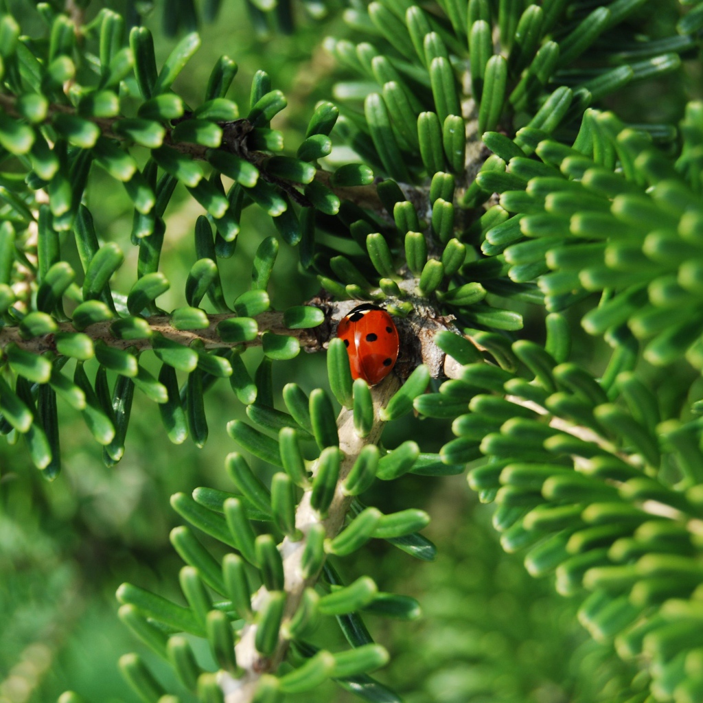 Красная божья коровка на зеленой ветке