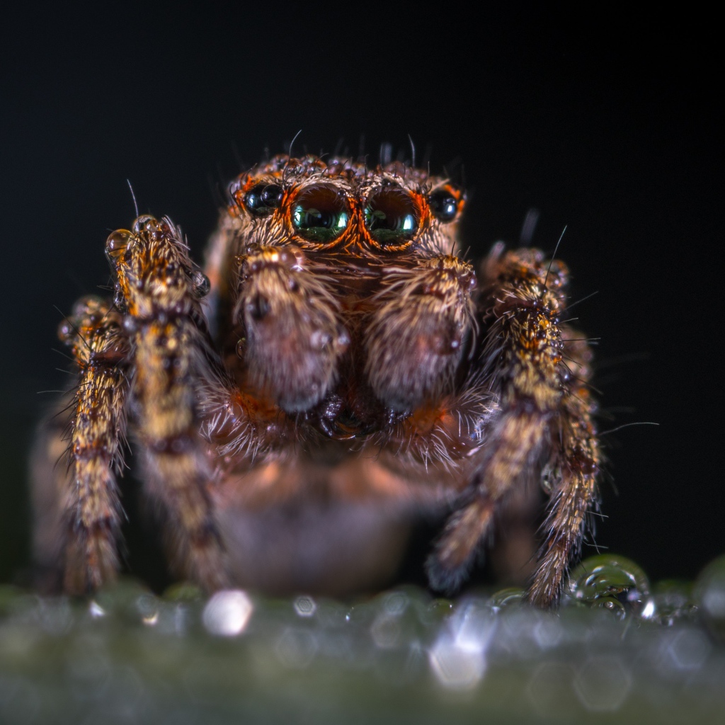 Лохматый паук крупным планом