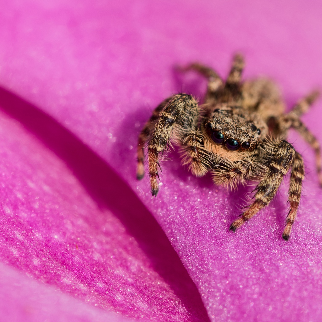 Паук крупным планом на розовом лепестке
