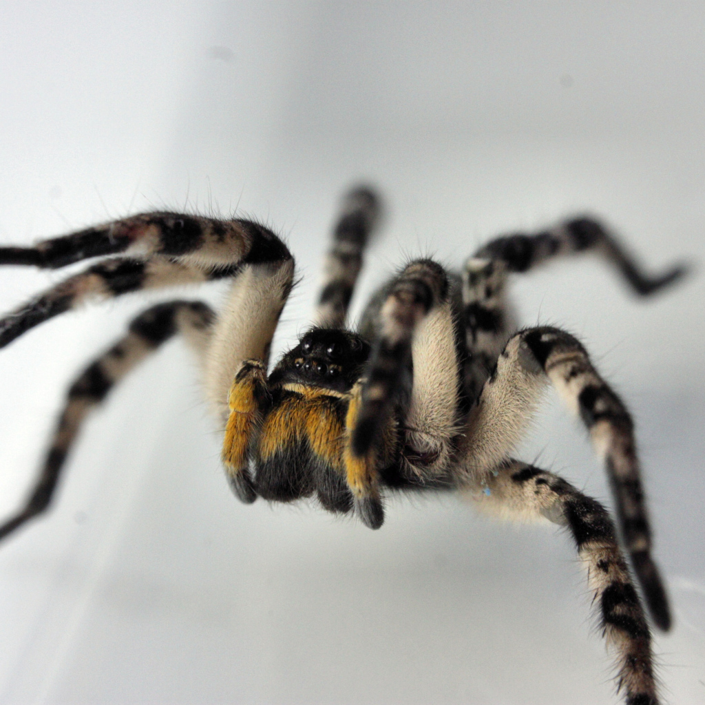 Паук на сером фоне крупным планом