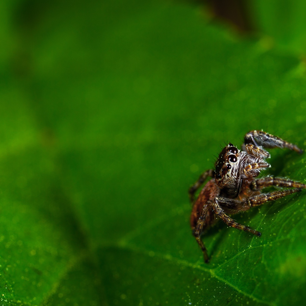 Паук сидит на зеленом листе 