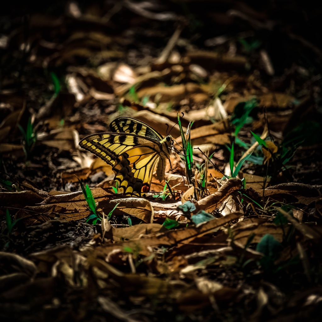 Бабочка махаон сидит на зеленой траве