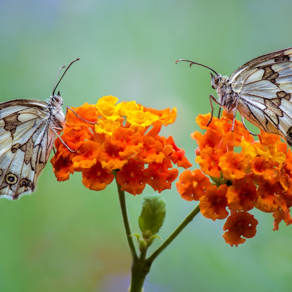 Две бабочки сидят на оранжевых цветах 