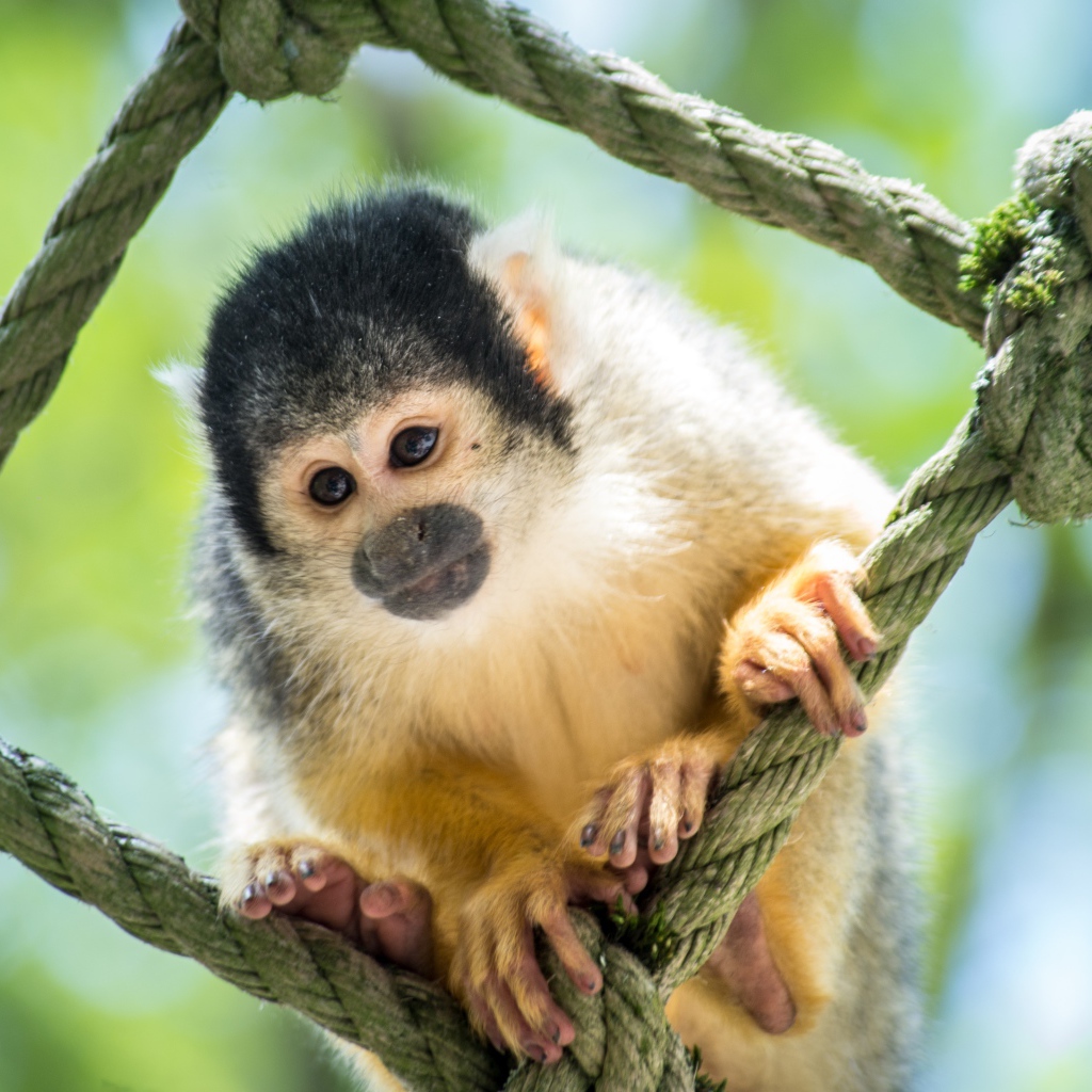 Обезьяна капуцин сидит на сетке