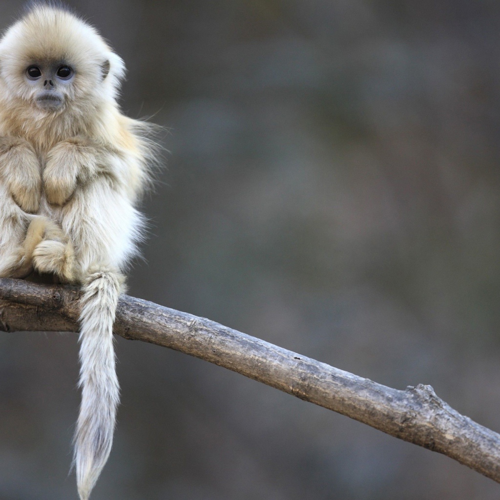 Маленькая обезьянка сидит на ветке дерева