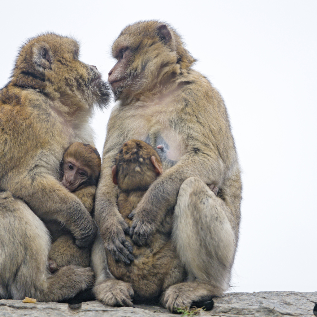 Two monkeys with cubs