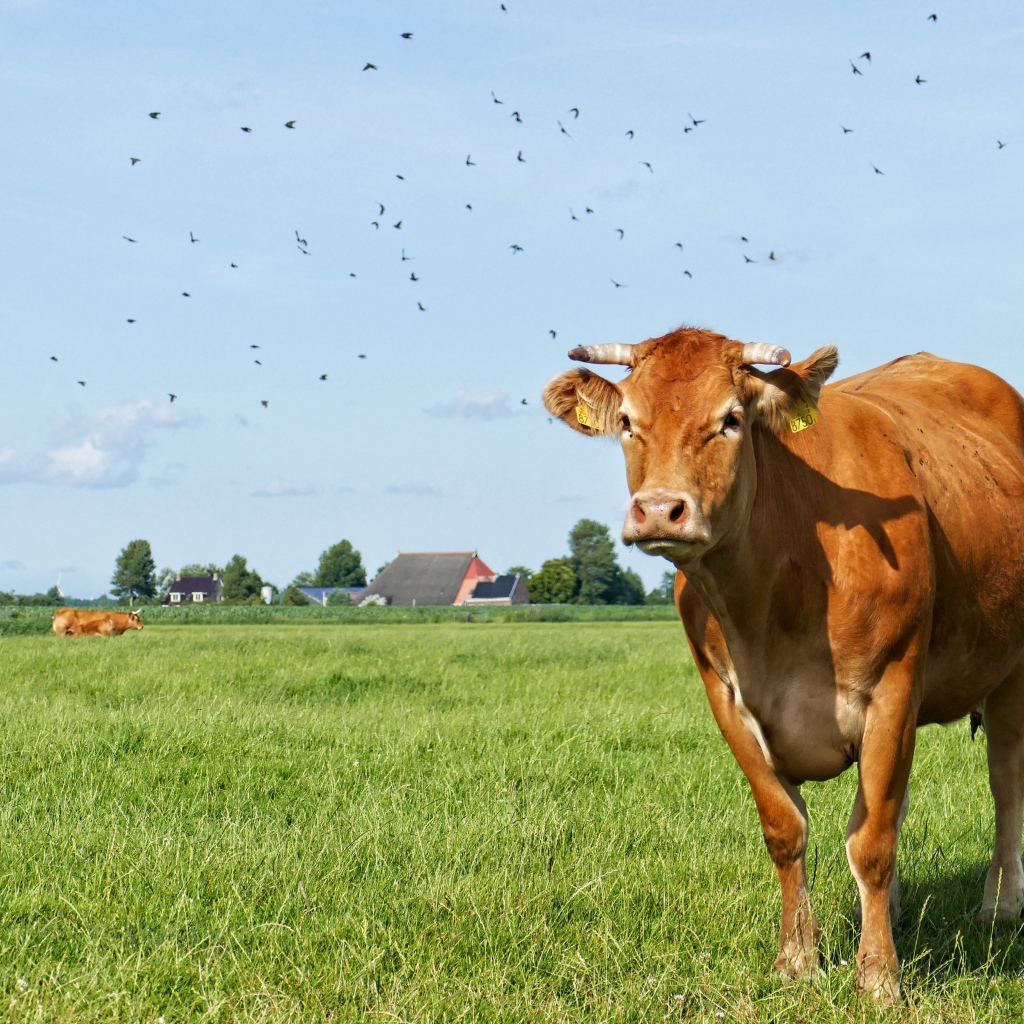 Большая домашняя корова пасется на зеленой траве