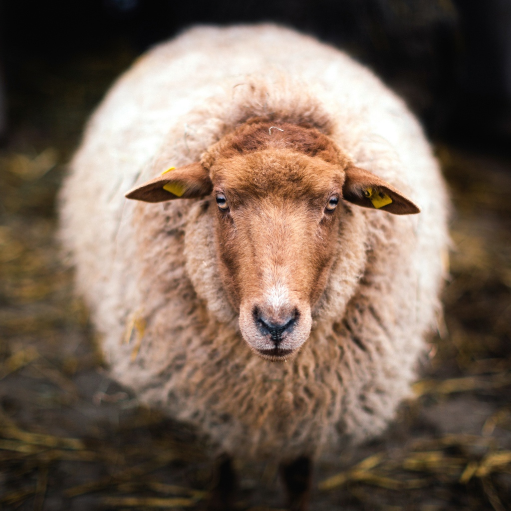 Большая овца с густой шерстью