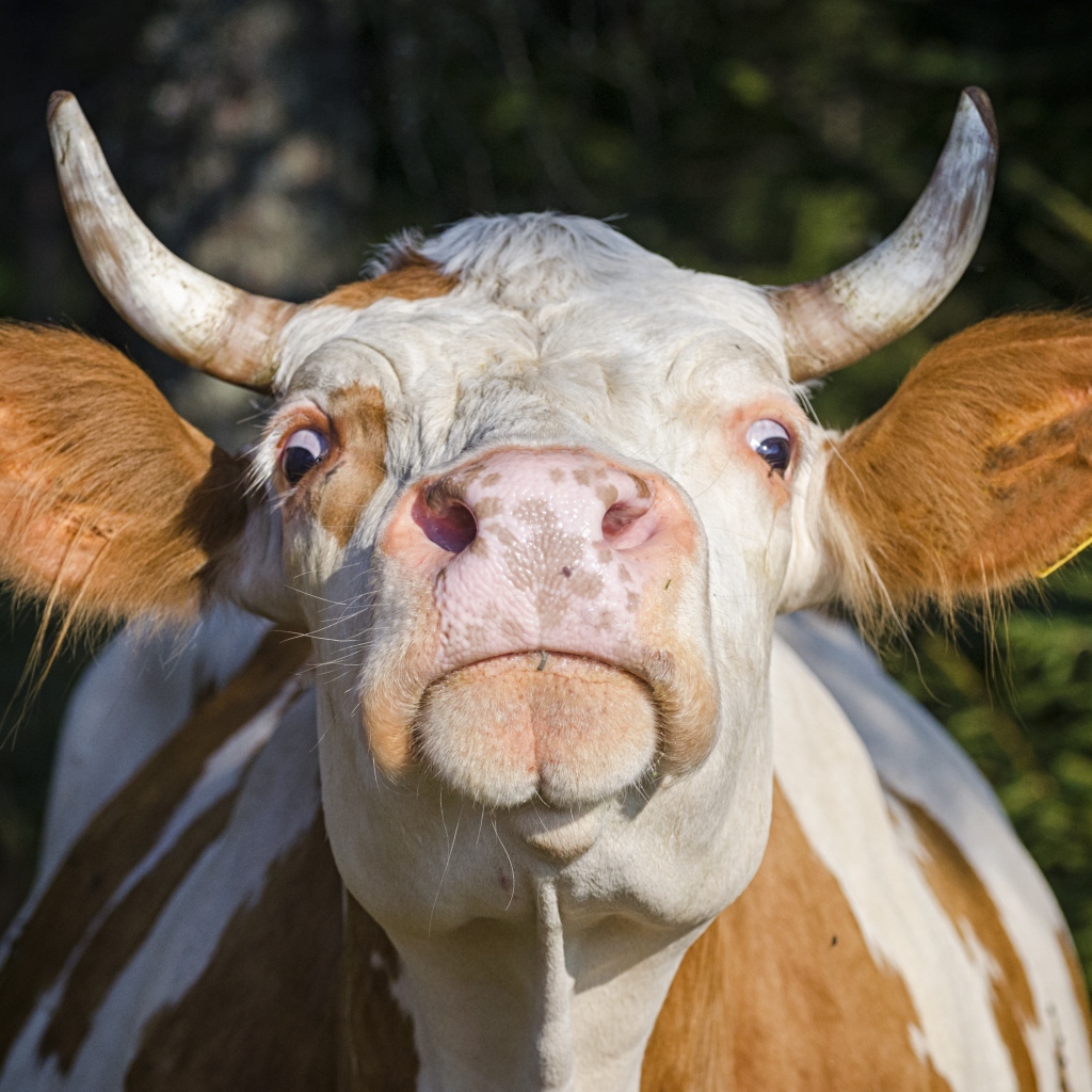 Домашняя корова морда крупным планом