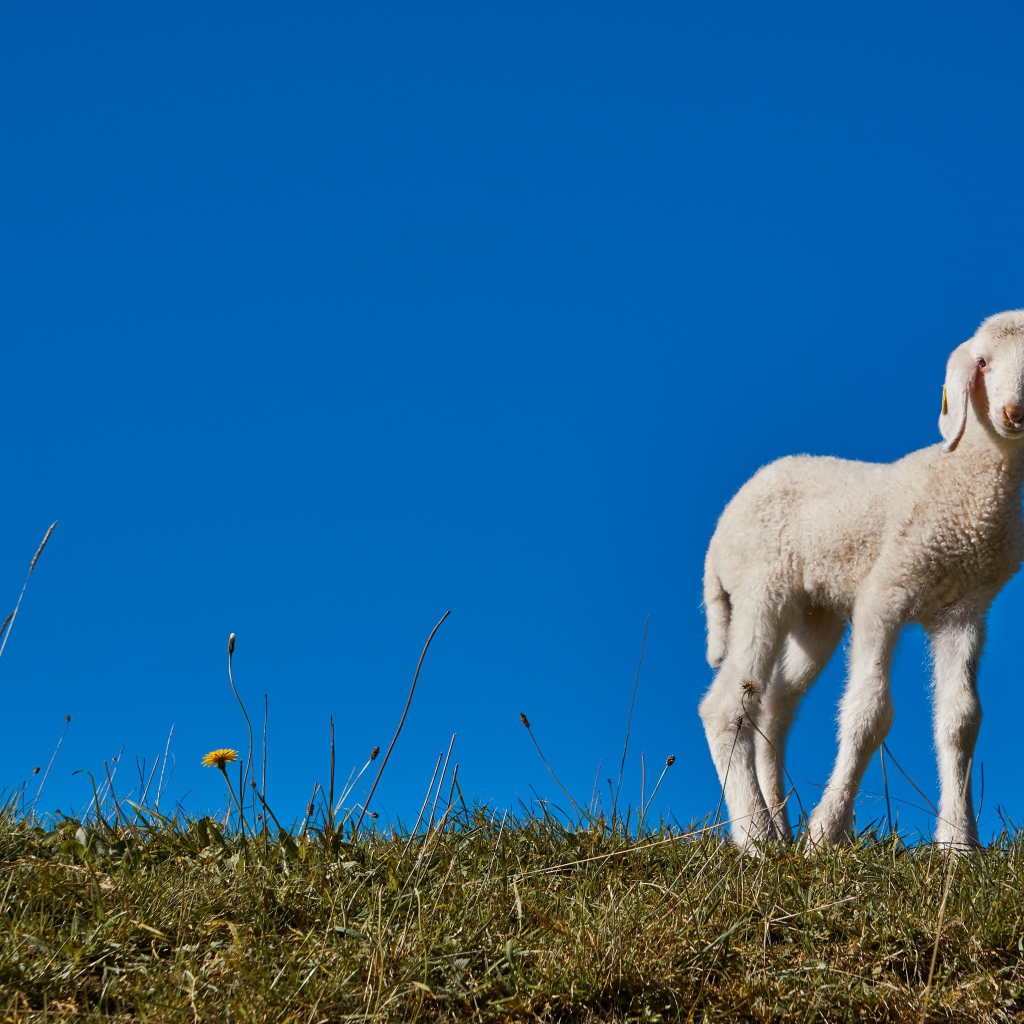 Маленький белый ягненок на фоне голубого неба