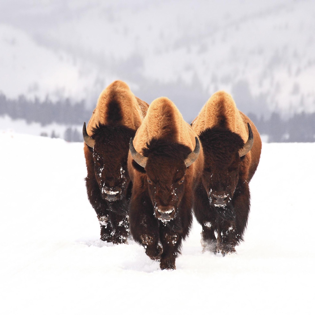 Три бизона идут по заснеженному полю зимой