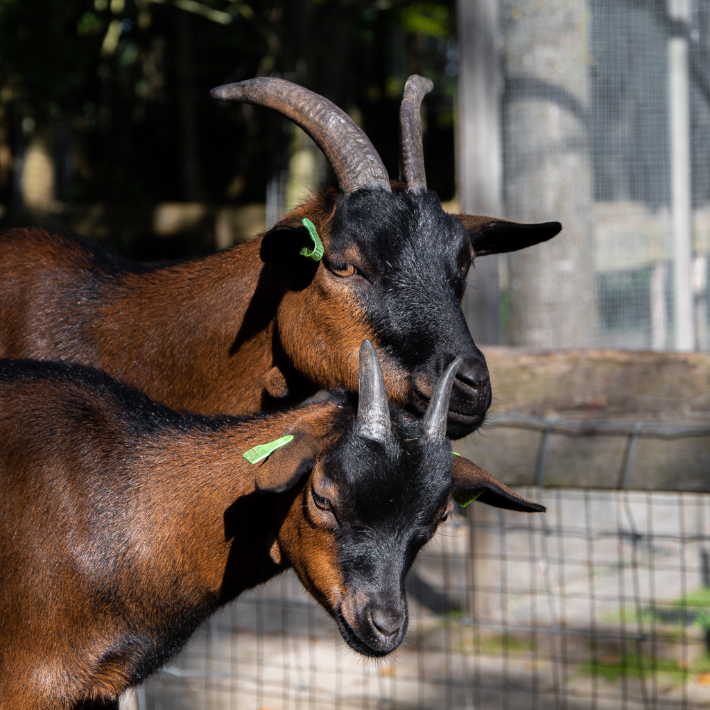 Две коричневые домашние козы