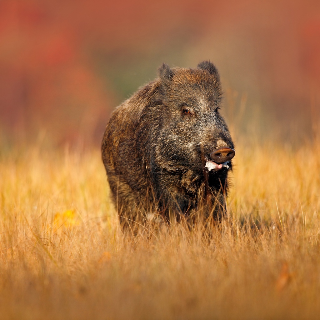 Большой боров идет по сухой траве