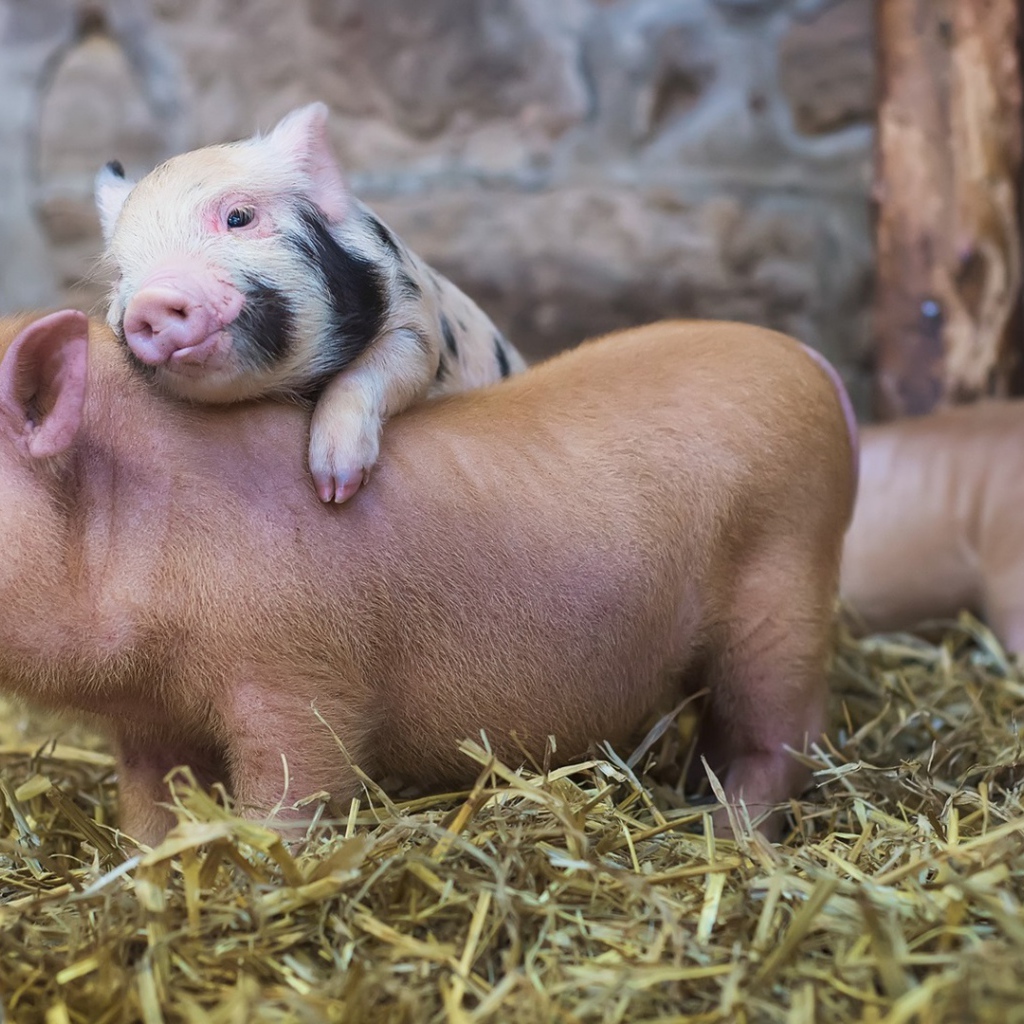 Милые поросята в свинарнике