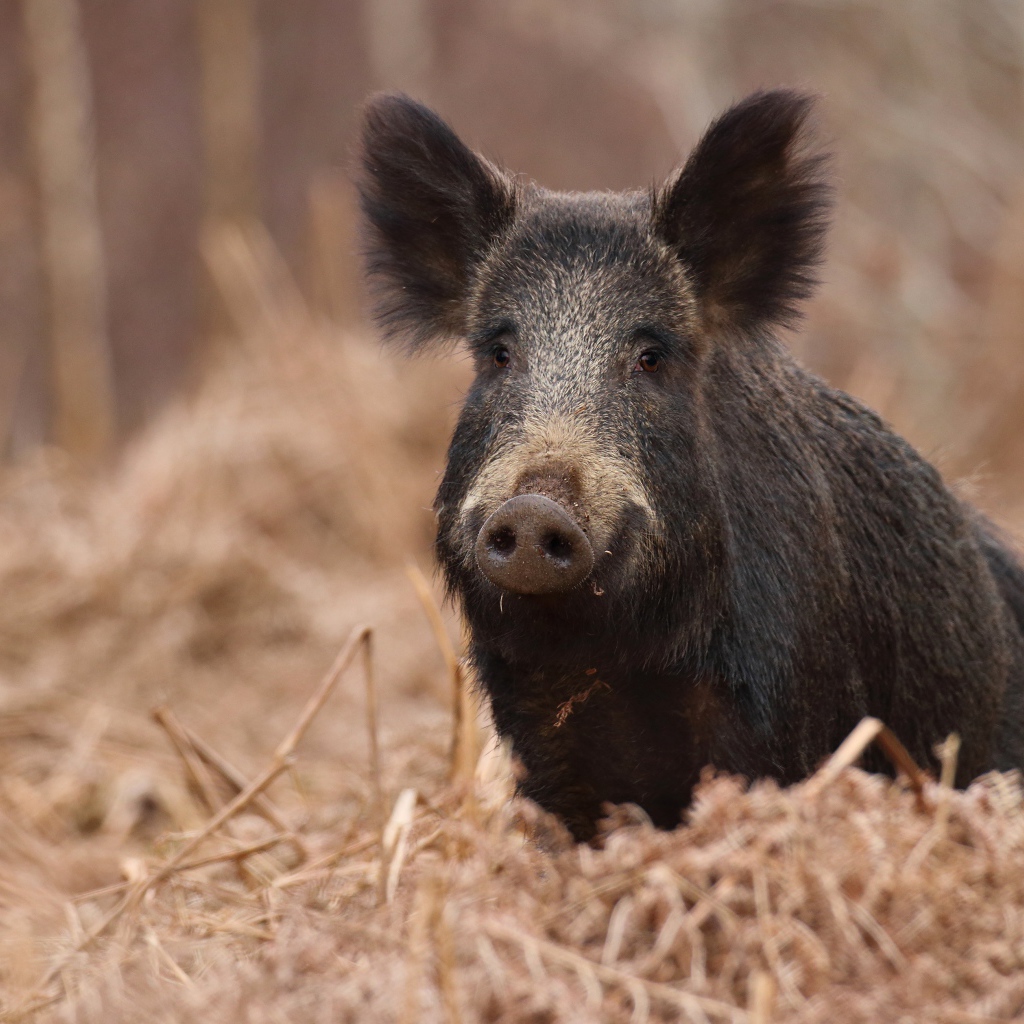 Большой черный боров в лесу на сухой траве