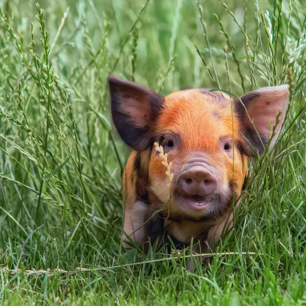 Маленький забавный поросенок в зеленой траве
